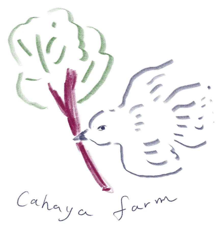 ルバーブの茎をくわえた白い鳥と、Cahaya farm の手書き文字。