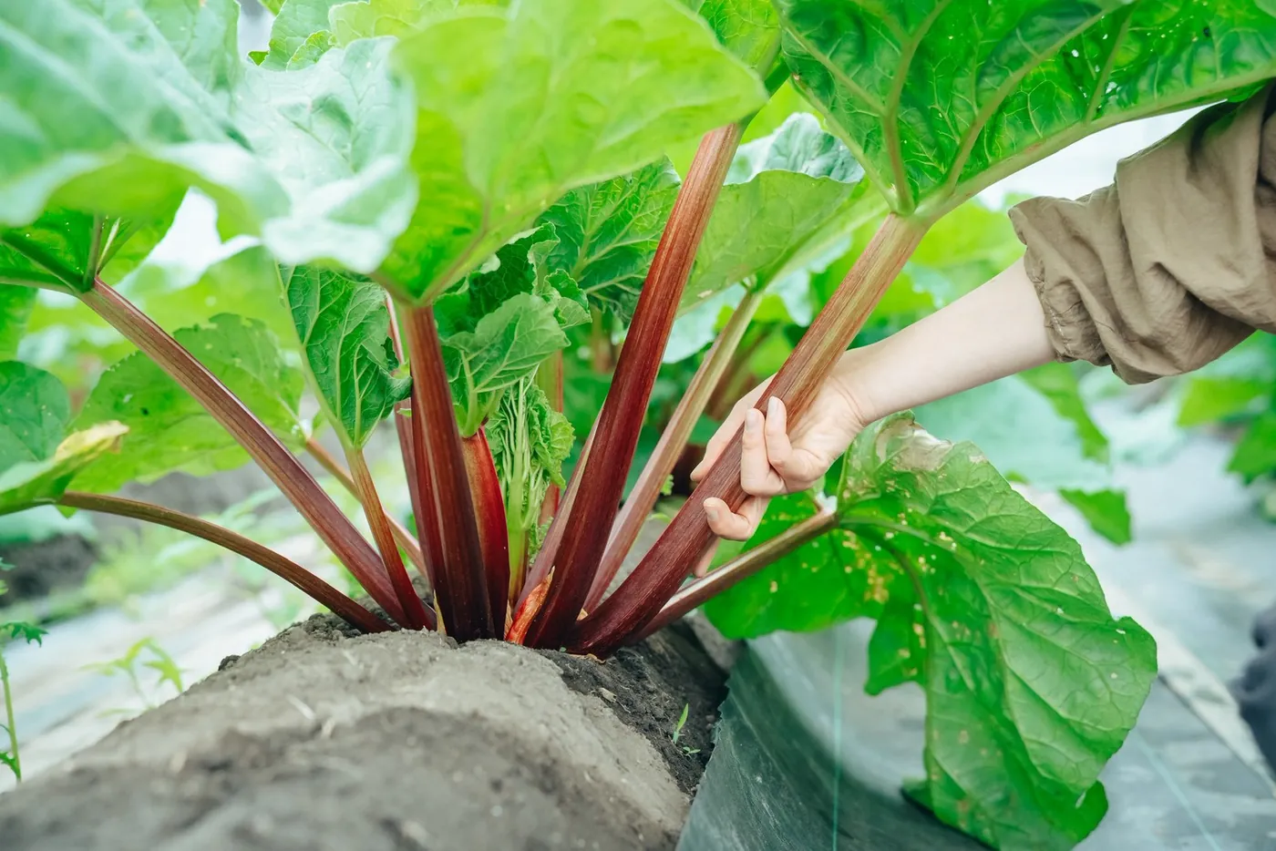 畑で、ルバーブの赤い茎の根元に手を添えているようす。