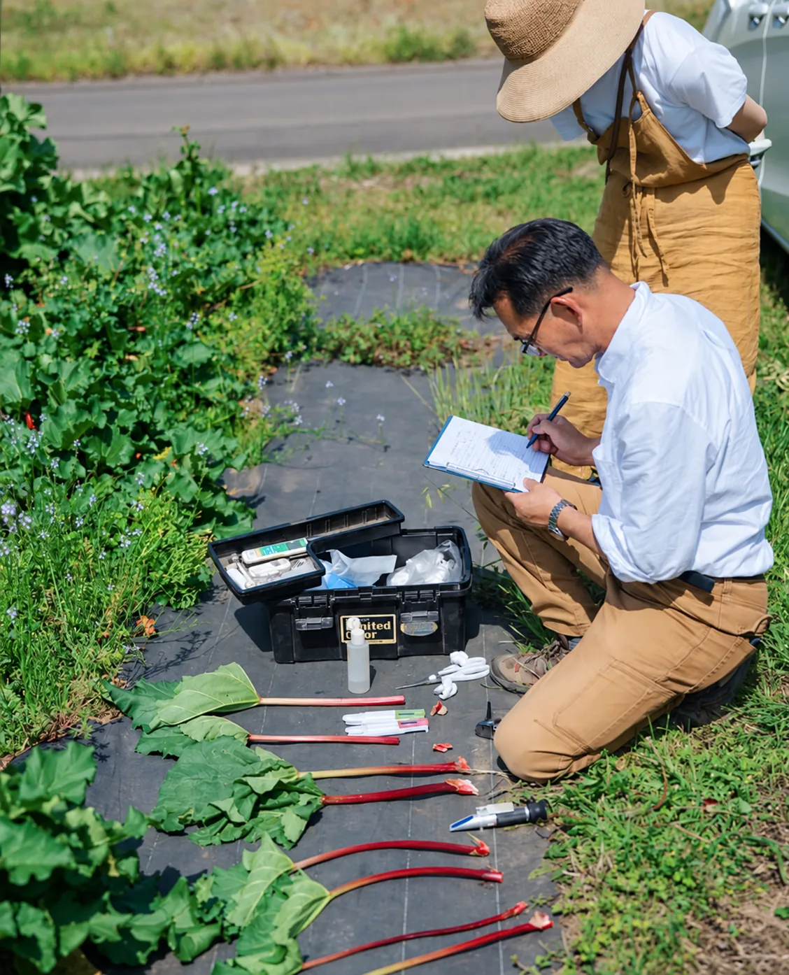 畑にしゃがみ、測定器具とルバーブの茎を前にして記録をとる農園のようす。