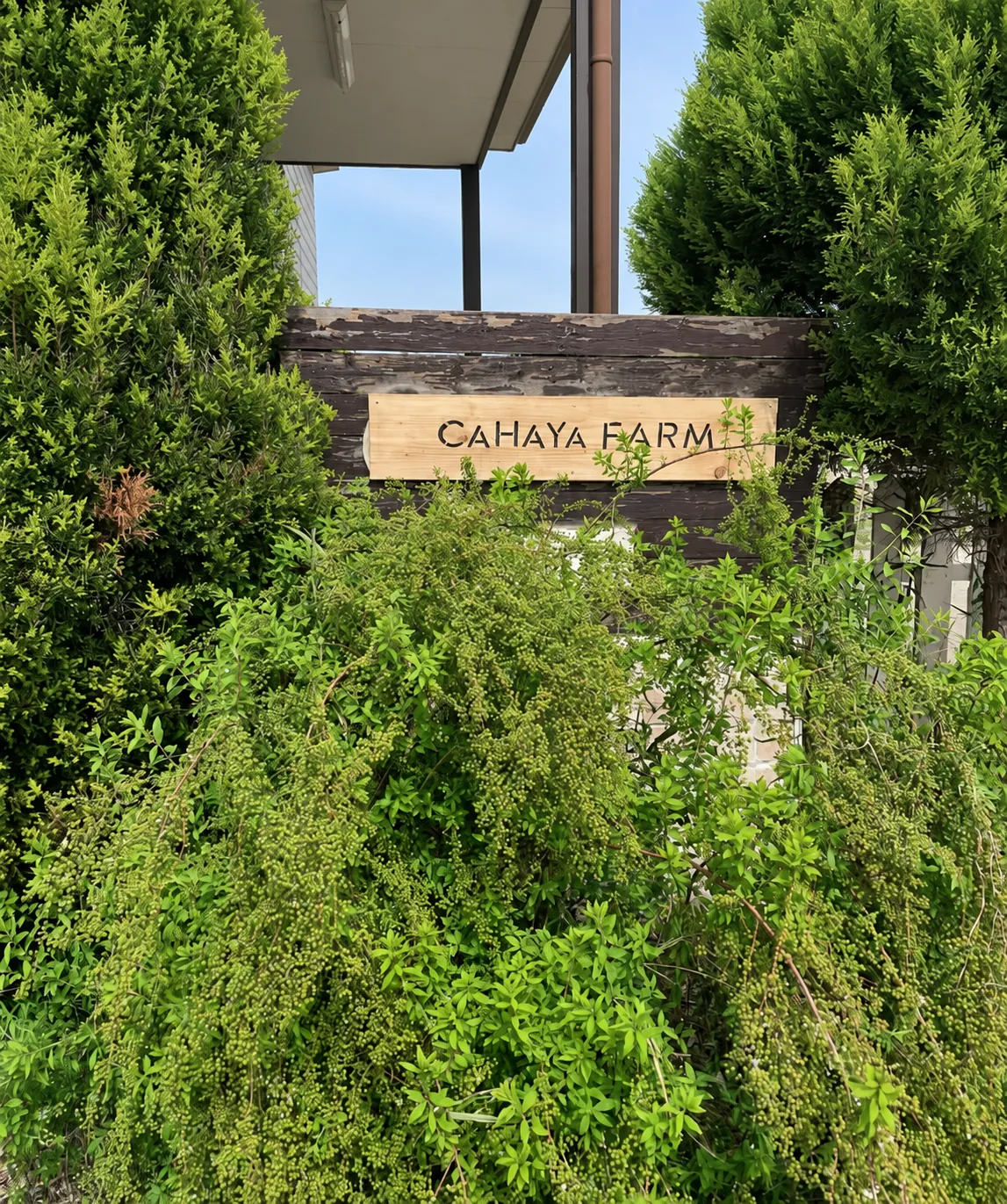 緑に囲まれた木の看板に、CAHAYA FARM と記されているようす。